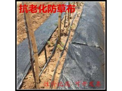 苹果园铺盖防草布的好处图2