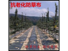 塑料防草布地钉规格图1