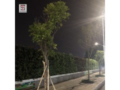 三田绿植围挡升级打造工地新风景线图2