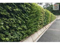 三田绿植围挡升级打造工地新风景线图3