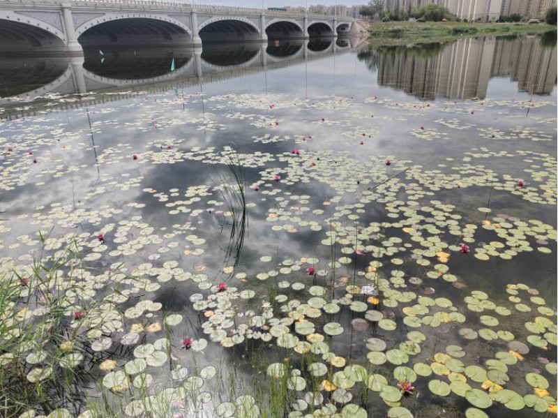 承接各种水生态修复，水生植物种植工程